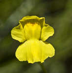 Humped bladderwort